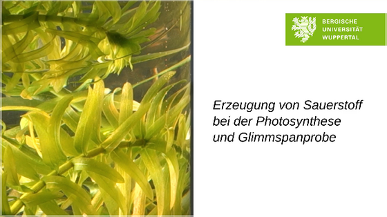 Production of Oxygen using Waterweed